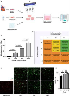 Pirfenidone Has Anti-fibrotic Effects in a Tissue-Engineered Model of Human Cardiac Fibrosis